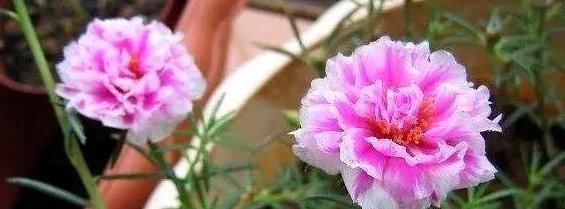 此种花,可以连开5个月,高端大气比牡丹美,掰个枝又长一棵