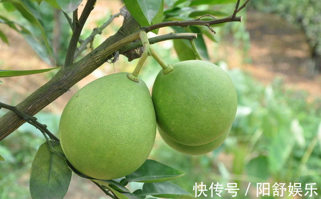 这种病|糖尿病不能吃水果医生提示4种低糖水果放心吃,对身体有好处