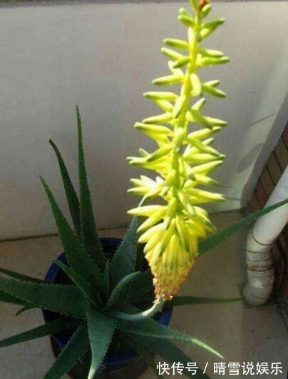 这9种花,特别适合新手养,越不浇水越爆盆,总有一款适合你!