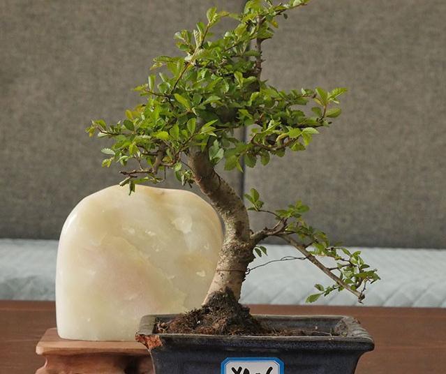 盆景榆树冬季黄叶，落叶，不是好事