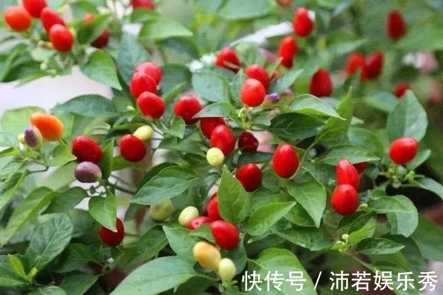 1种“蔬菜”,5颜6色比花好看,比菜好吃,一盆结果100个