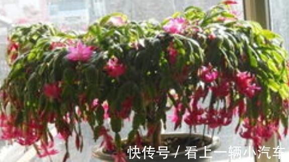 这些年养蟹爪兰的经验