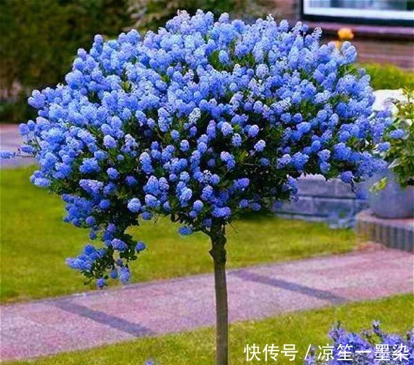 北方小院种棵它,开花比蓝雪花漂亮,耐寒好养活,美丽又梦幻!