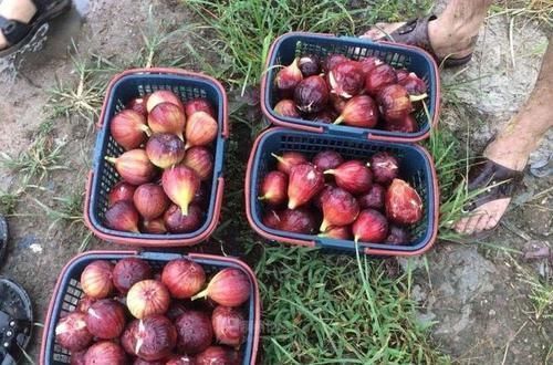 食物|女性想要身体好常吃三种食物,降压减脂,排毒清肠,增强抵抗力