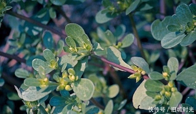 西兰花|“养肝”就是养命！这3种养肝护肝食物好吃还不贵，越吃越健康