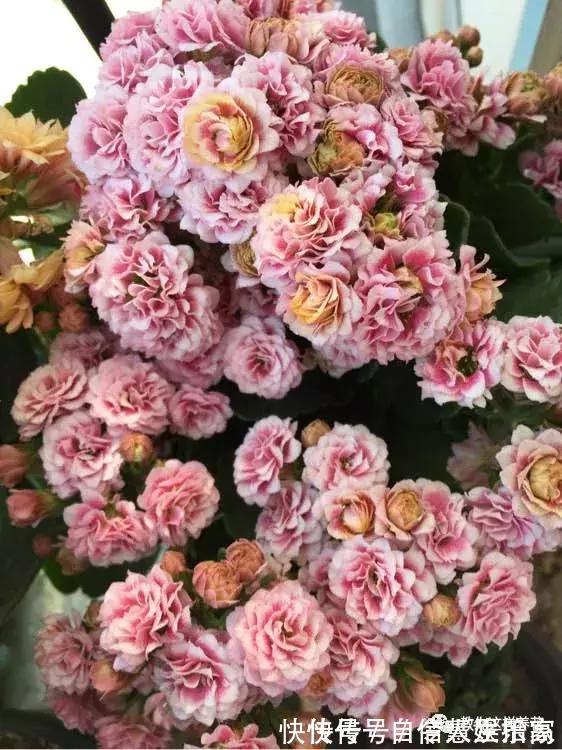 脱盐|这2种“壳”丢了太可惜,埋花土里3年不板结,种什么花都旺!