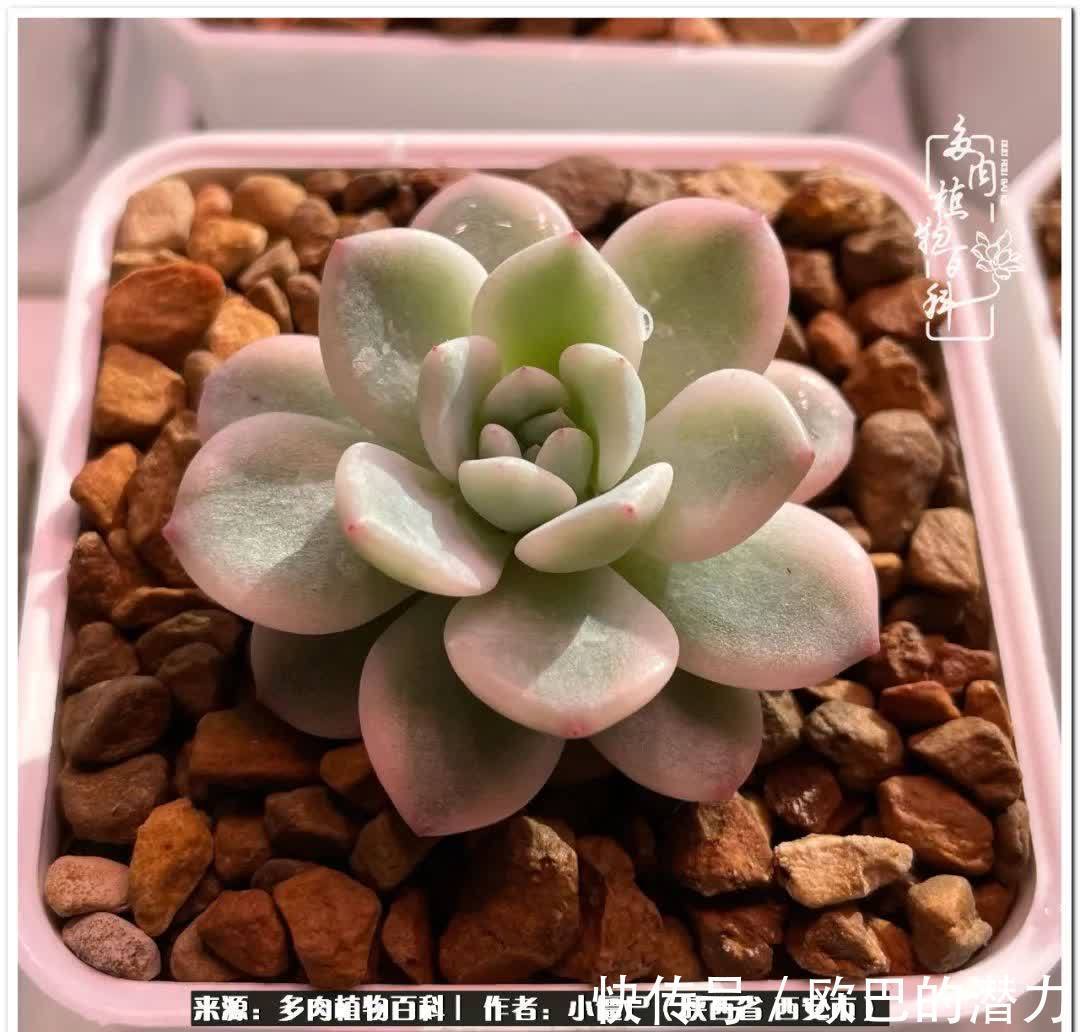 从景天到水泡和肉锥,那些年阳台种植多肉的历程!