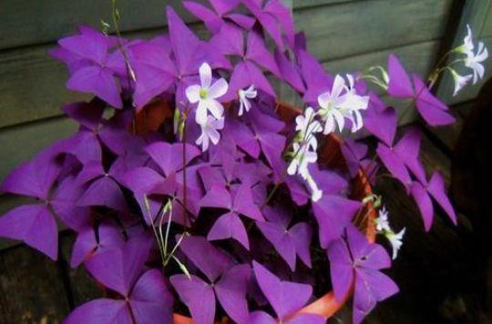 养花试试几种花期长的,堪称是开花机器,花大色艳美极了