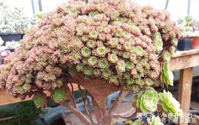 秋季养多肉可以淋雨吗有优点有缺点,做对“一点”,长成小胖子