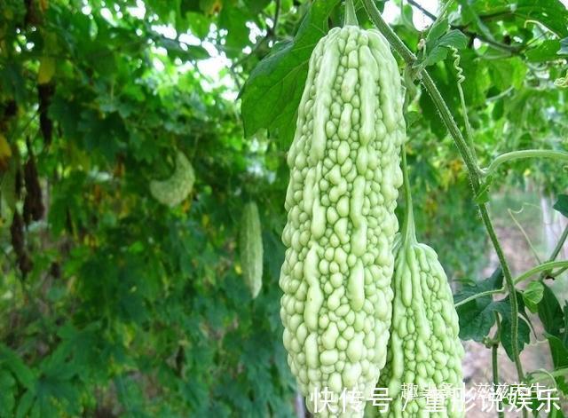 滋补|苦瓜别再炒蛋了,跟它搭配开胃又滋补,全家人都爱吃