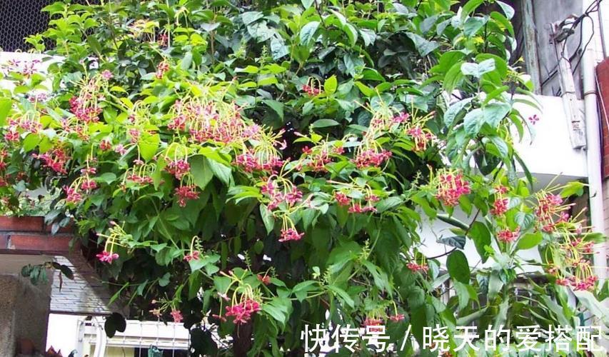 时间长|养使君子，土、光、水符合需求，开花又多又时间长，种子还能药用