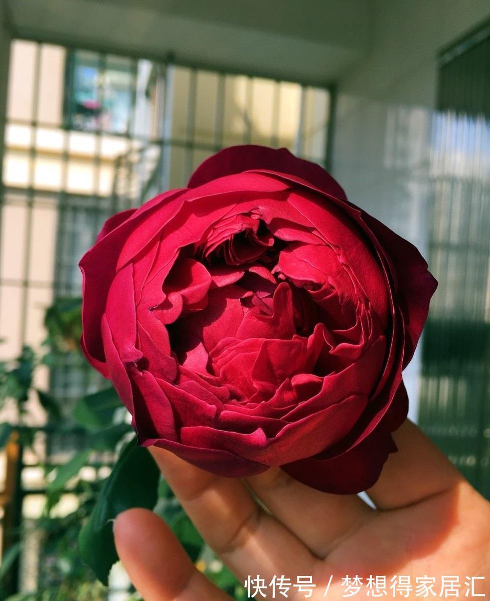 荔枝香|你的阳台还有位置吗?养棵“秋日胭脂”,多季有花看,赏花又闻香