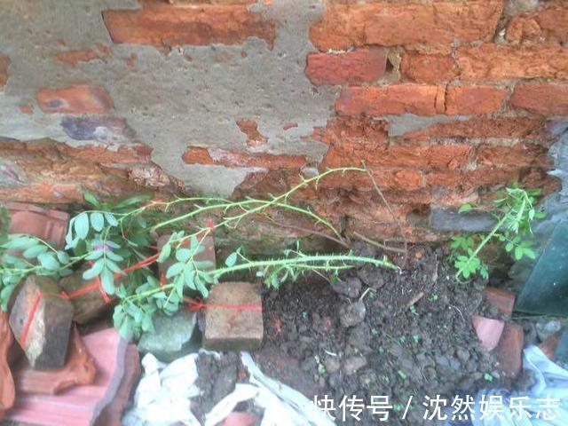 枝条|独干月季怎么养才会枝繁叶茂开花爆盆老花匠只需一招，长见识了