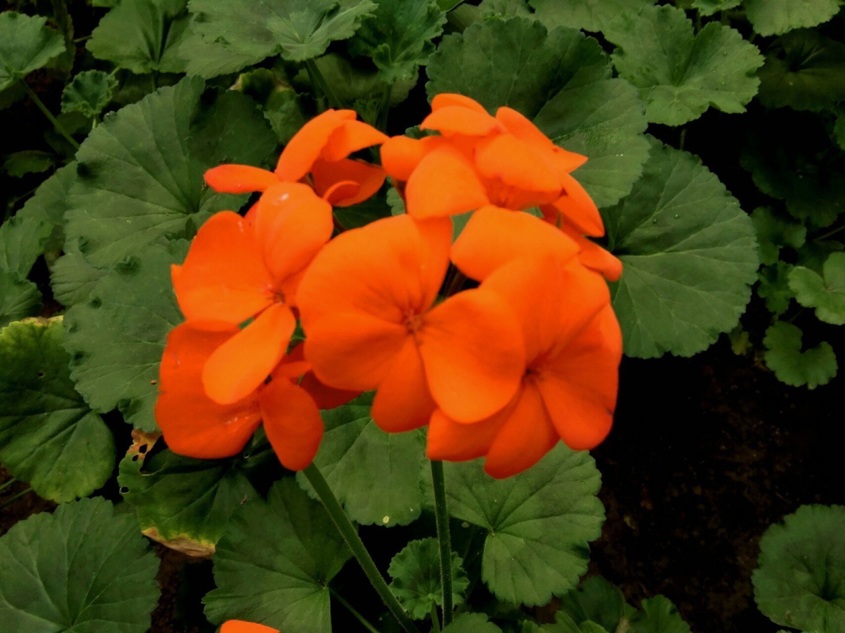 天竺葵|此花绚丽多彩,是一种很好的点缀室内外的植株,象征着思念和想念