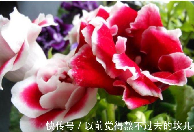 3种花是花中劳模，一年四季开花不断，养护简单，开花多！