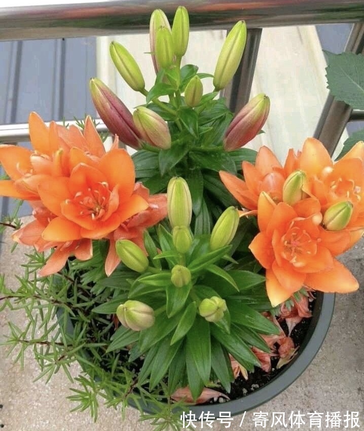 10月“值得”养5种球根花，10天就生根，养2月就开花