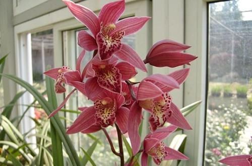 获得4次金奖的兰花,开花后美艳动人,气味芳香,新老兰友都能养