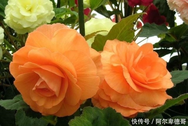 球根|5种春植球根花卉正当时,今年夏天花开不断