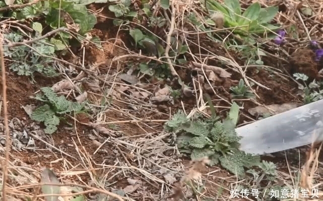 农村|这种野草其貌不扬，农民看到就随手拔掉，殊不知它还是名贵中药材