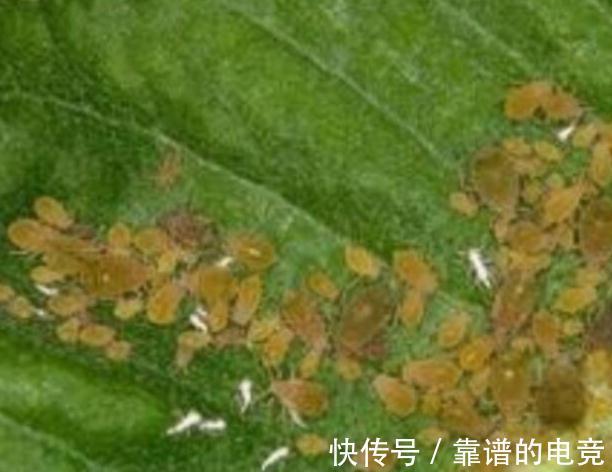 家里养的花卉植物为什么会生病虫害，4个方法帮你解决