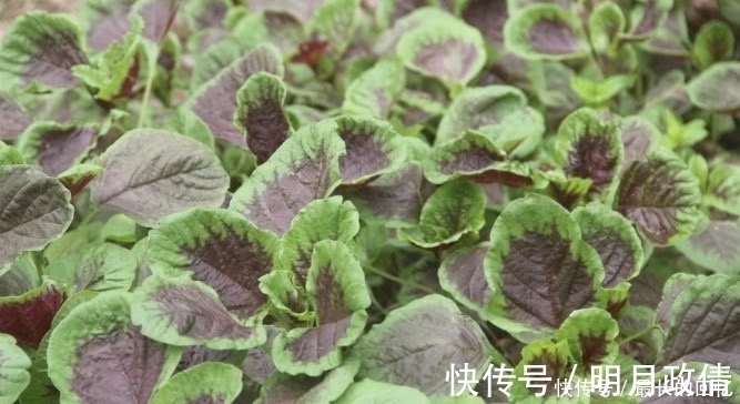 城里人|这种蔬菜被称为“长寿菜”，农村人不多见，城里人肯定没见过