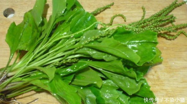 暑湿泻痢|人们把这总植物称为“尿床草”，药用价值极高，但是却无人问津