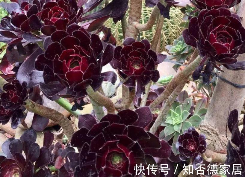 秋季养殖多肉，不管也能上色出状态？错，做好这些才行