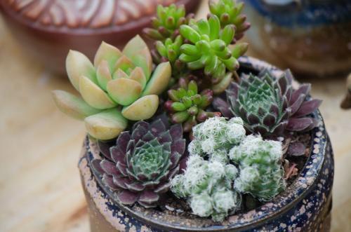 初养多肉植物必知的技巧，这些诀窍要记牢，新手涨姿势了