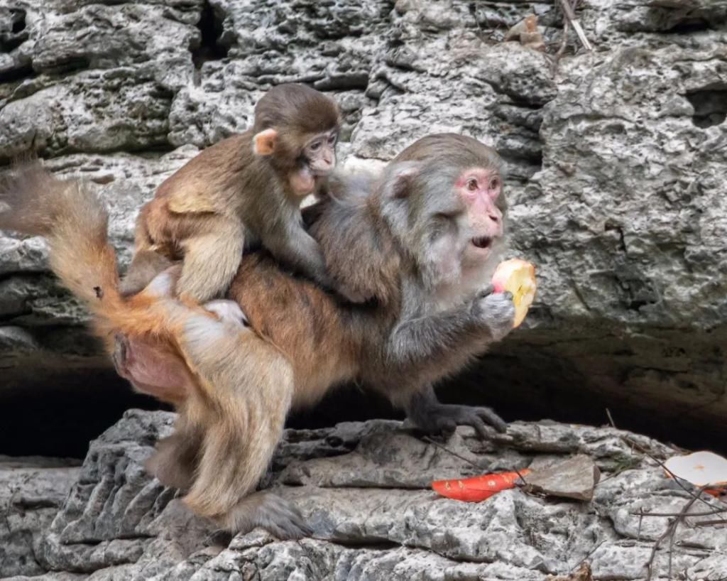 中年|巫山为小三峡猕猴送过年货