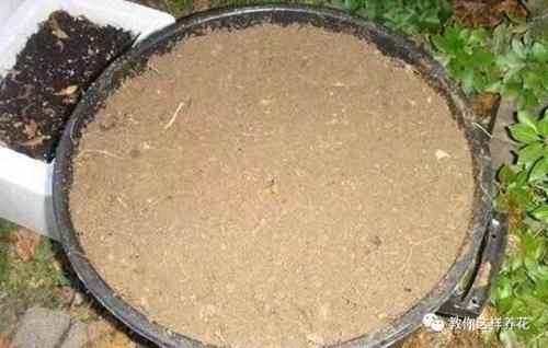 花草养不活,放点香蕉皮,打鸡血一样疯长!