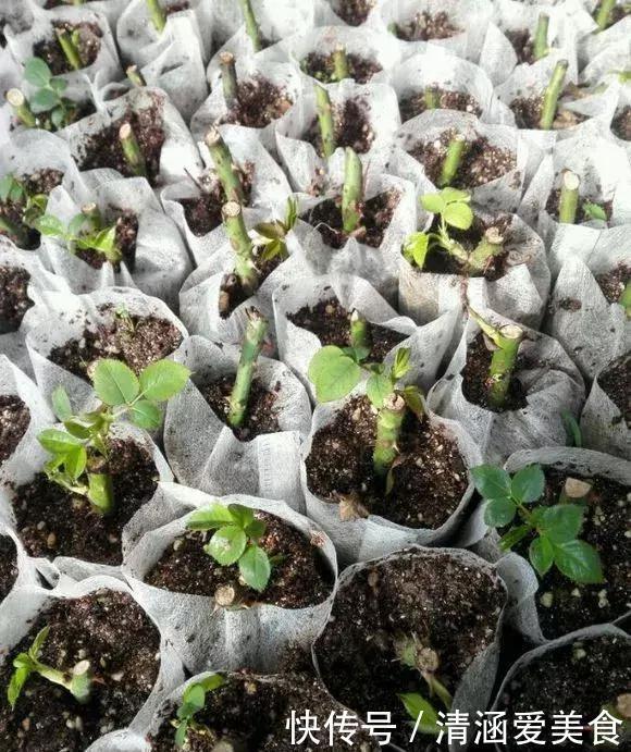 垃圾桶中容易“捡到”的3种花，1分钱不花，养出几十盆，花开爆盆