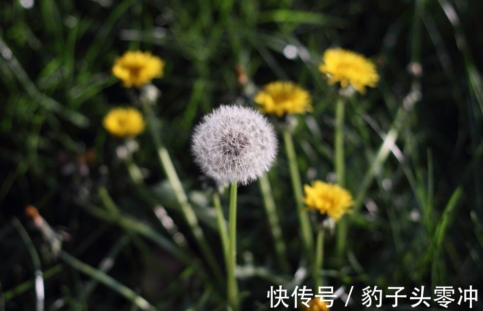 桃花运|7月，喜撞桃花运，旧情人归来，3大生肖锦上添花，爱情开花结果