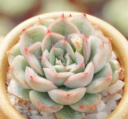 最怕“喝水”的3种花,不怪你太勤劳,只因为它“胃太小”