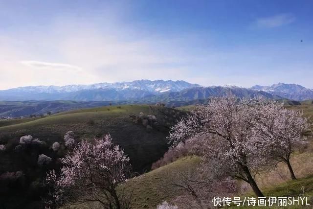 霍城大西沟花海拍摄记