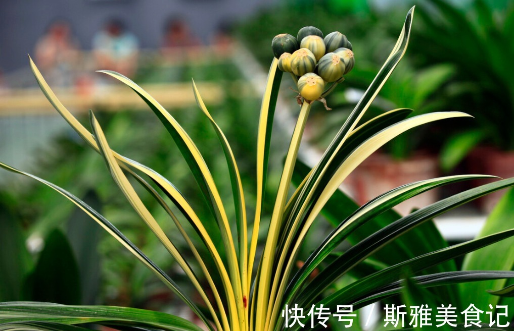 君子兰|君子兰,5月花谢后该怎么浇水?多浇、控水还是不浇好?