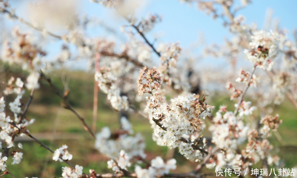 约吗？去武胜赏樱花