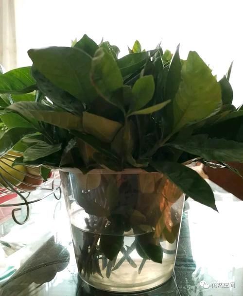 周末去花市逛一圈，捡一袋子枝条，回家扦插几百盆，秒变养花大户