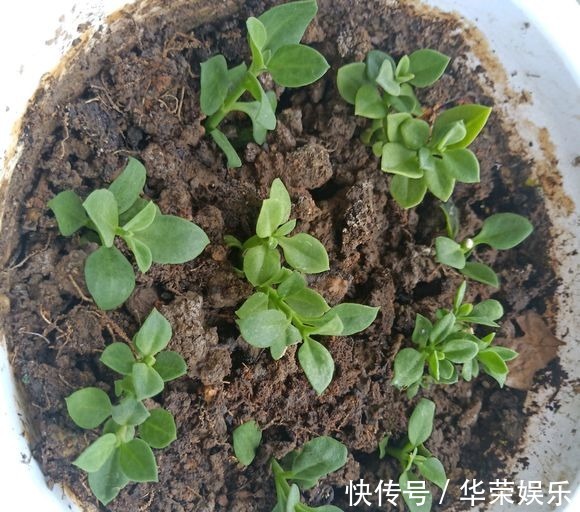 这种花超易繁殖,一根茎就能长满一个阳台,勤掐苗枝多花繁