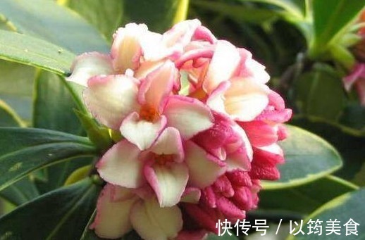 喜欢养花,不如养盆丽钵花,号称“移动香水”,养一盆花香四溢