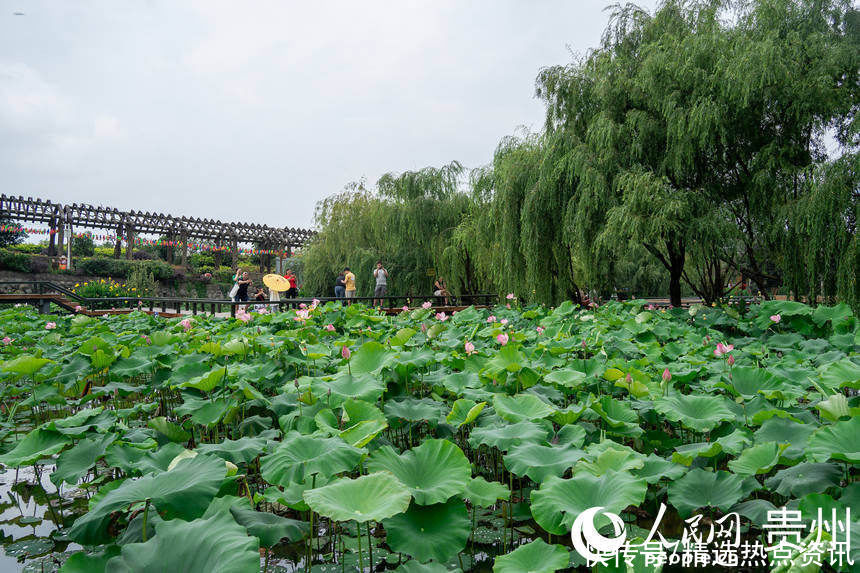 贵阳|贵阳白云：荷花盛开引客来