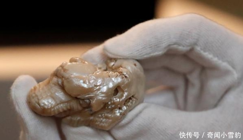  珍珠|世界上最大淡水珍珠“睡狮”拍卖，原产于中国，被日本240万买走