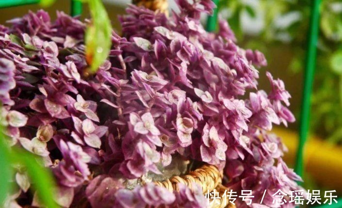 吊盆|7种多肉适合“吊着养”,枝条“流出”花盆,养出状态最美