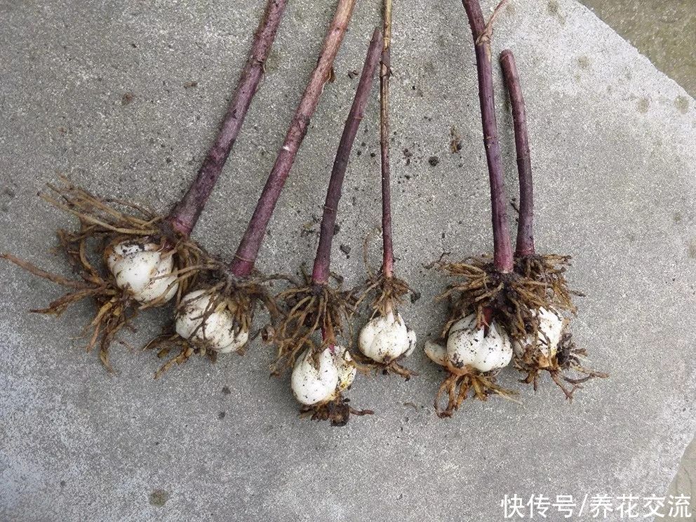  盆栽|冬天室内养盆栽百合，花朵开败叶子不剪，给肥给阳光，春暖就开花