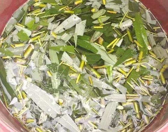 李大爷养虎皮兰，不喂“花肥”只喂“它”，养出8个“钢钻”芽！