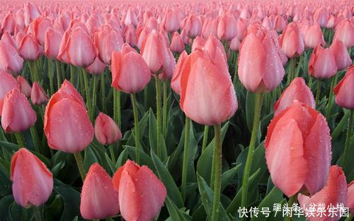 1种花，就只有一个花骨朵，但比玫瑰还惊艳！你认识吗