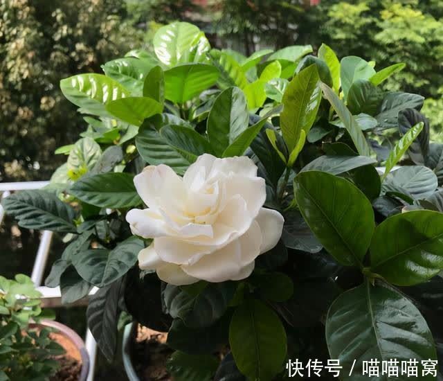 栀子花养护难度大?教你三个养殖方法,栀子花也会变得好养