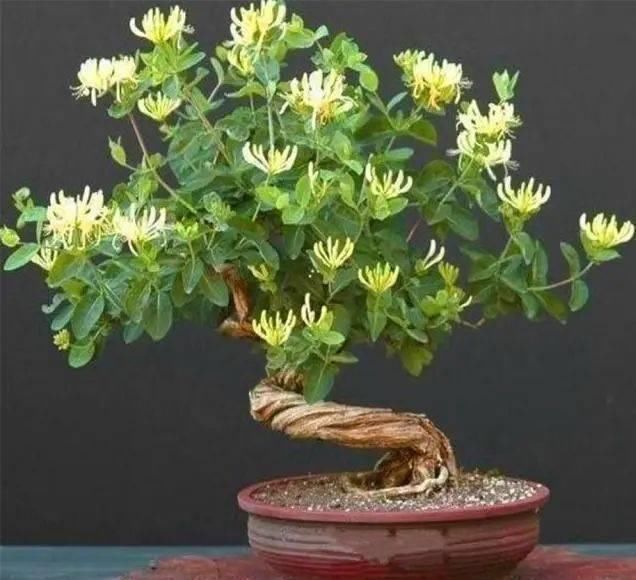 桂花|路边“3种树”，见了掰个枝，插盆就生根，做成盆景，寓意吉祥