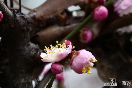 晨镜头|外滩黄浦公园:雨中红梅含苞待放,春节期间将迎盛花期 | 有个