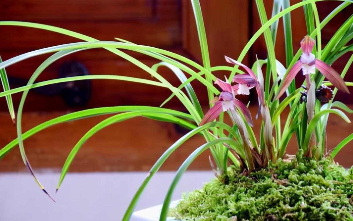 兰花苗弱不长芽?教你3招,老苗变强壮,新苗冒出来