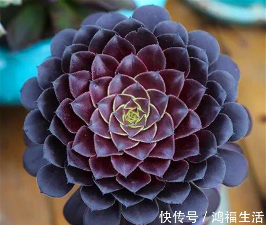 浇水|法师夏天总黑腐?做好“1多1少1适中”,不落叶颜色美